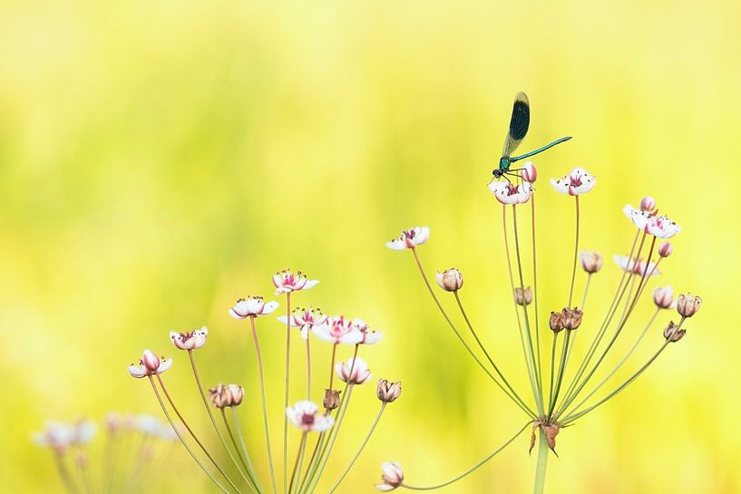 Libelle auf Blume Schwäne. von Francis Dost