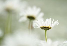 voorjaar von Nanda Nieuwhoff-de Groot