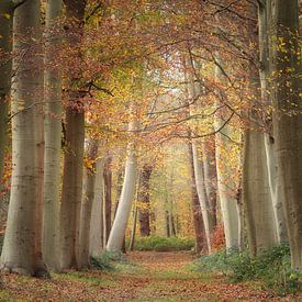 Autumn forest by Mireille Breen