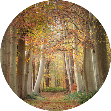 Sprookjesachtig bos in de Herfst van Mireille Breen