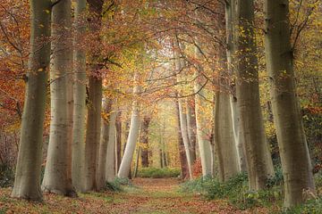Sprookjesachtig bos in de Herfst van Mireille Breen