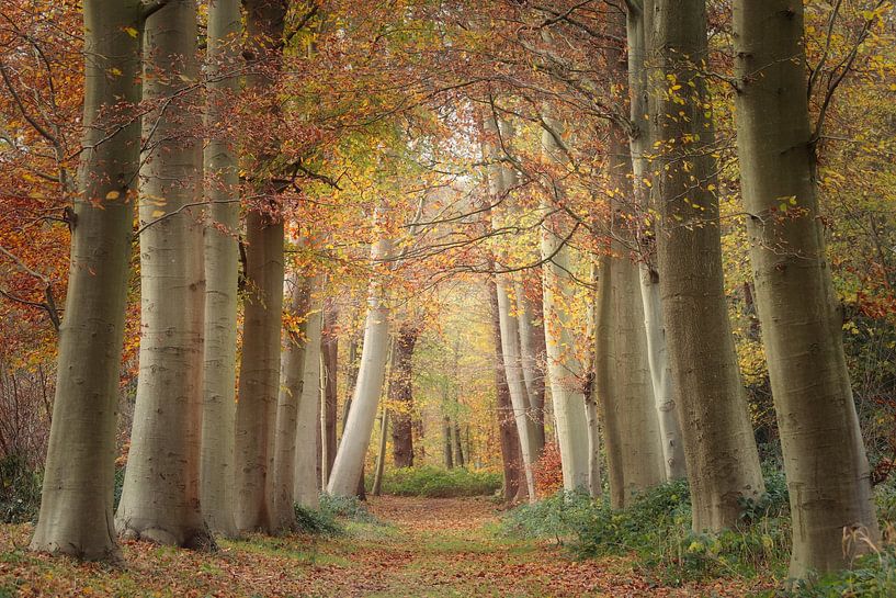 Herbst Wald von Mireille Breen