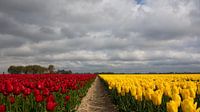 Tulpen velden in Rood en Geel van Bram van Broekhoven thumbnail