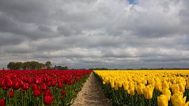 Tulpen velden in Rood en Geel van Bram van Broekhoven