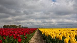 Tulpen velden in Rood en Geel von Bram van Broekhoven