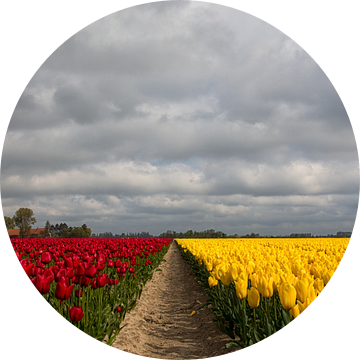 Tulpen velden in Rood en Geel van Bram van Broekhoven