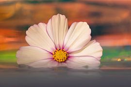 Flower floating in water by Hans Pot