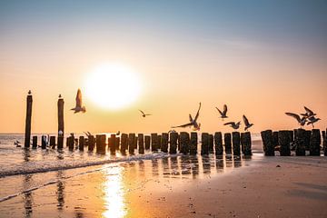 Les mouettes à la lumière du soleil sur les poteaux de plage