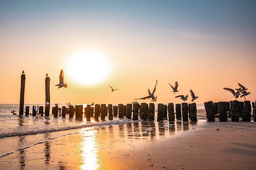 Meeuwen Vlissingen in Zonlicht boven Strandpalen