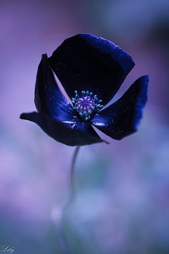 Tulipe noire en flou artistique