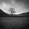 A lonely Wee Tree in Gwynned, North Wales van Mark van Hattem