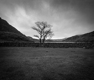 A lonely Wee Tree in Gwynned, North Wales sur Mark van Hattem