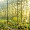 harpe solaire à travers la forêt dans la région de l'Eifel sur Jos van den Berg