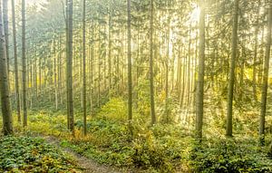 harpe solaire à travers la forêt dans la région de l'Eifel
