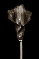 Calla Lily - In Stone I