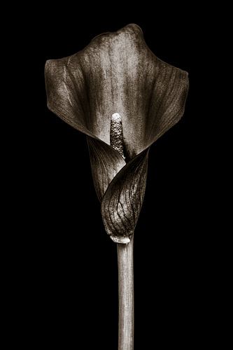 Calla Lily - In Stone I