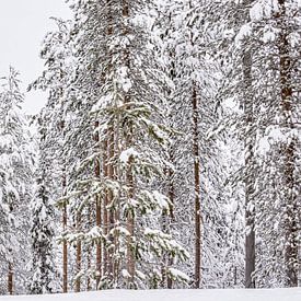 Panorama besneeuwde hoge bomen in Finland van Rietje Bulthuis