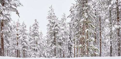 Panoramic snow-covered tall trees in Finland