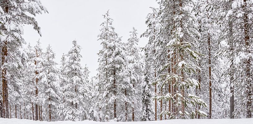 Panorama besneeuwde hoge bomen in Finland van Rietje Bulthuis