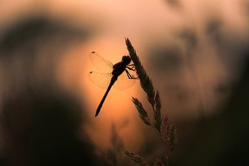 Silhouette einer Libelle bei Sonnenaufgang