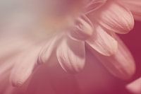 Delicate bloemblaadjes