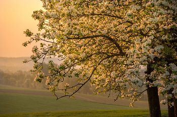 Arbre à fleurs