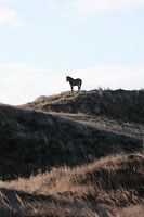 Cheval dans les dunes de Texel
