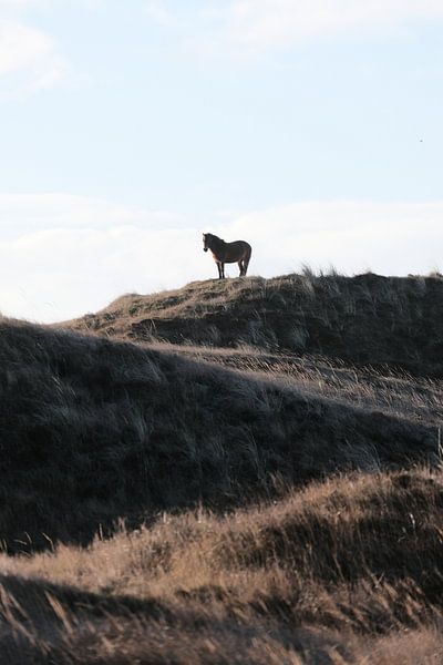 Pferd in den Dünen von Texel von Geert van Atteveld