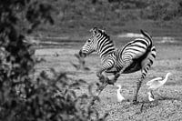 Zebra jong