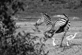 Zebra young by Lien van der Laan
