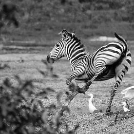 Zebra jung von Lien van der Laan