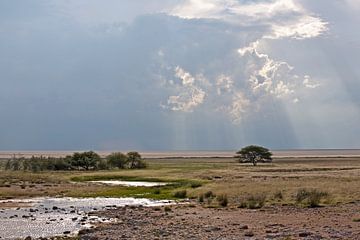 Indrukwekkende sfeer in Etosha National Park van WeltReisender Magazin