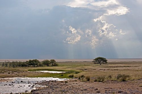Miracle de lumière dans l'immensité - moment magique dans le parc national d'Etosha