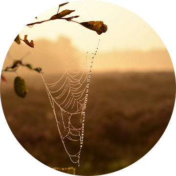 Spinnenweb in ochtendgloren van Mylène Amoureus