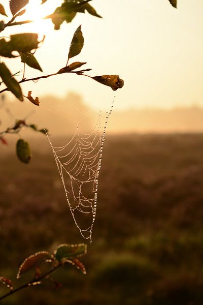 Spinnenweb in ochtendgloren von Mylène Amoureus