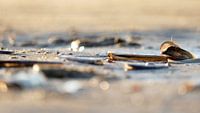 Muscheln am Strand von Carla van Zomeren Miniaturansicht