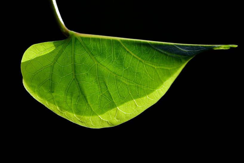 Leaf backlit by Ulrike Leone