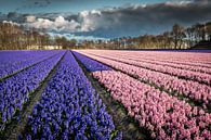 Bollenveld met blauwe en roze hyacinten van Peet Romijn thumbnail