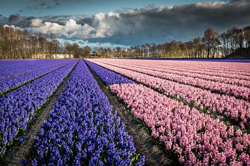 Bollenveld met blauwe en roze hyacinten van Peet Romijn