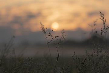 Getreide in der Morgensonne von Tania Perneel