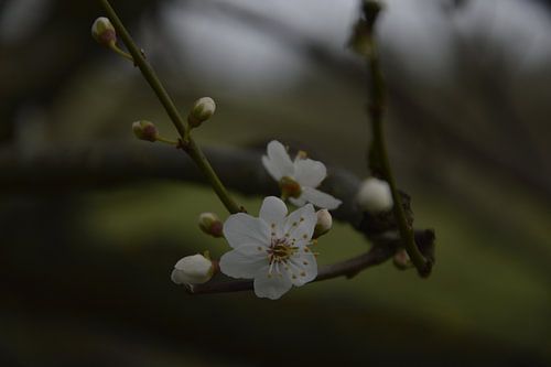 Die ersten Blüten des Jahres