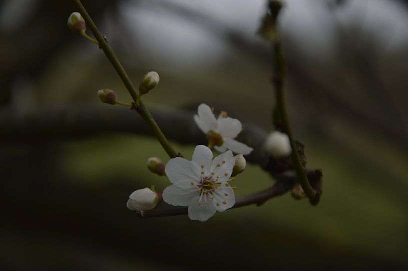 The first blossoms of the year by Michiel Boeren