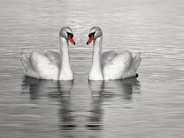 Zwei Schwäne schwimmen, Schwarz-Weiß-Foto von Rietje Bulthuis