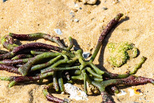 Seaweed on the beach
