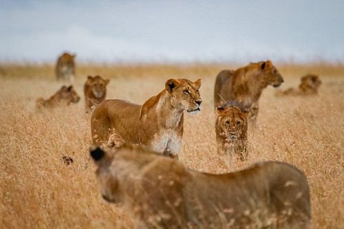 Lion on the African plain