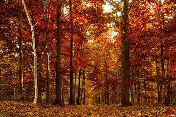 50 shades of red ...... sur Fotografie Jeronimo