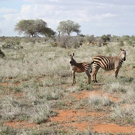 Zebra koppel von Gilian Fijen