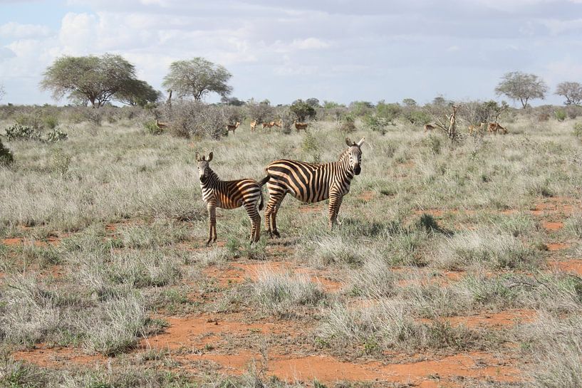 Zebra koppel by Gilian Fijen