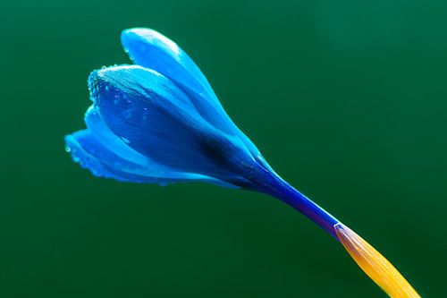 Ik groei en bloei in de lente