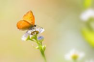 Morgenrood vlinder op bloem van Mark Scheper thumbnail